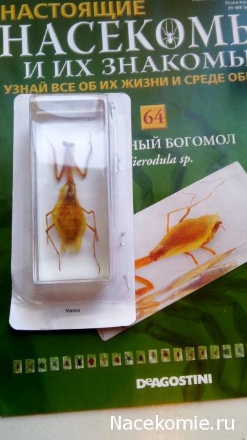 Насекомые №64 - Древесный богомол (Hierodula sp.)
