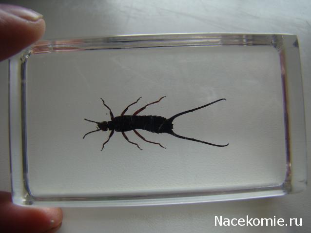 Насекомые №65 - Уховертка Эудорниа (Eudornia metallika)