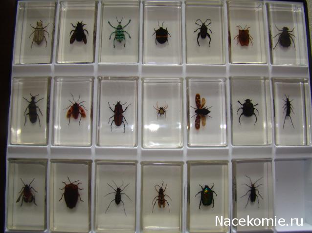 Насекомые №65 - Уховертка Эудорниа (Eudornia metallika)