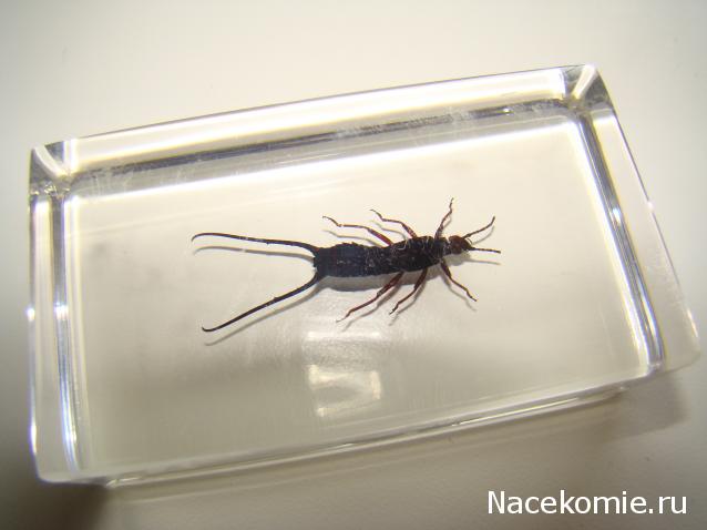 Насекомые №65 - Уховертка Эудорниа (Eudornia metallika)