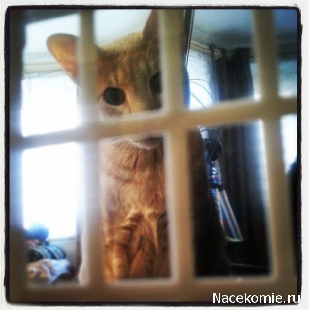 Bayle - Дом Мечты или Мечты о Доме)