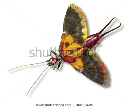 Насекомые №65 - Уховертка Эудорниа (Eudornia metallika)