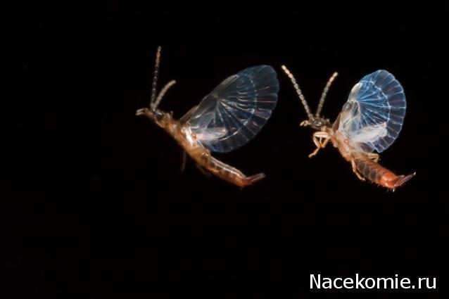 Насекомые №65 - Уховертка Эудорниа (Eudornia metallika)