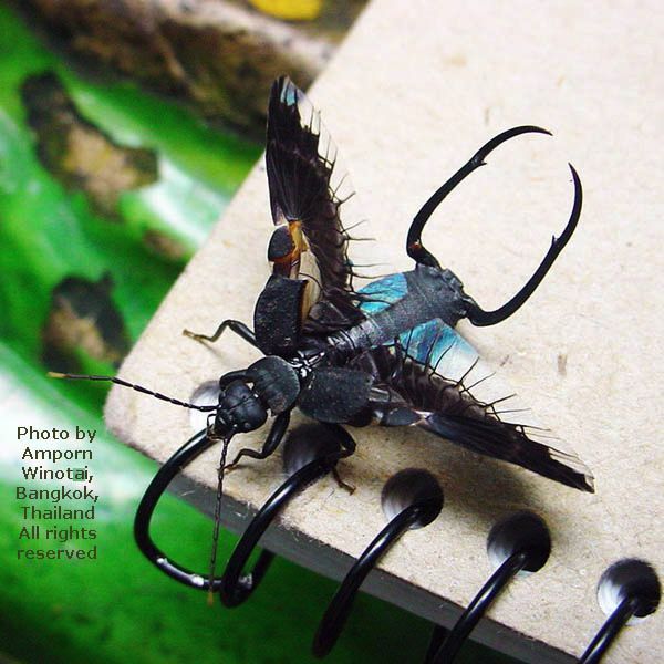 Насекомые №65 - Уховертка Эудорниа (Eudornia metallika)