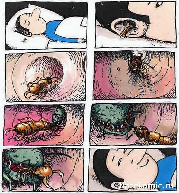 Насекомые №65 - Уховертка Эудорниа (Eudornia metallika)