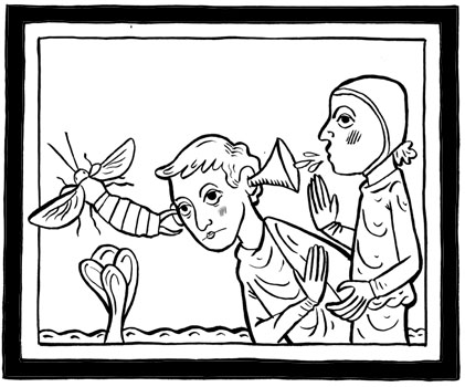 Насекомые №65 - Уховертка Эудорниа (Eudornia metallika)