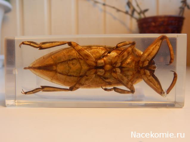 Насекомые №12 - Гигантский водяной клоп (Lethocerus sp.)