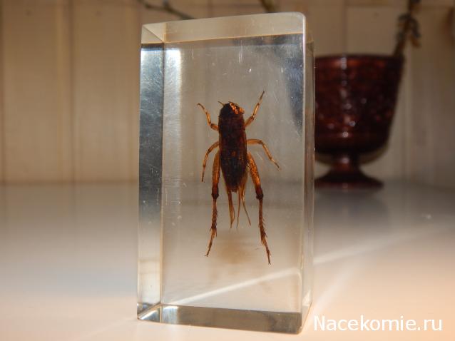 Насекомые №14 - Азиатский сверчок (Gryllidae)