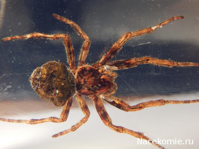 Насекомые №2 - Паук крестовик (Araneus sp.)