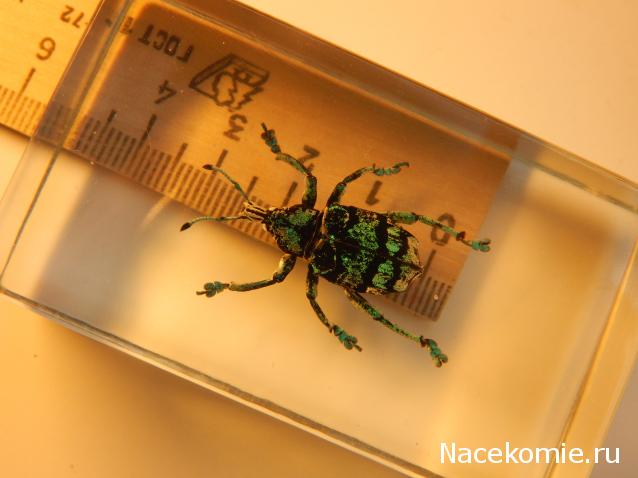 Насекомые №9 - Эуфолюс Великолепный (Eupholus magnificus)