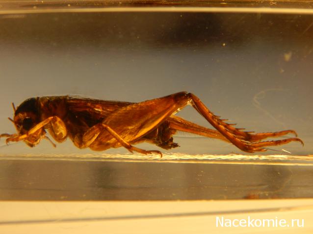 Насекомые №14 - Азиатский сверчок (Gryllidae)