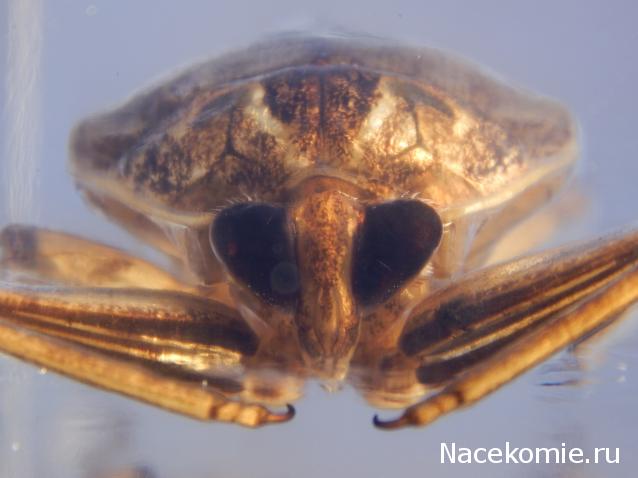 Насекомые №12 - Гигантский водяной клоп (Lethocerus sp.)