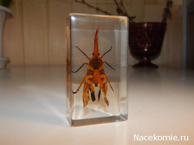 Насекомые №8 - Азиатская цикада (Pyrops cf. candelaria)