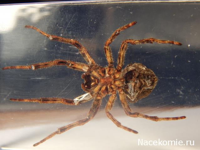 Насекомые №2 - Паук крестовик (Araneus sp.)