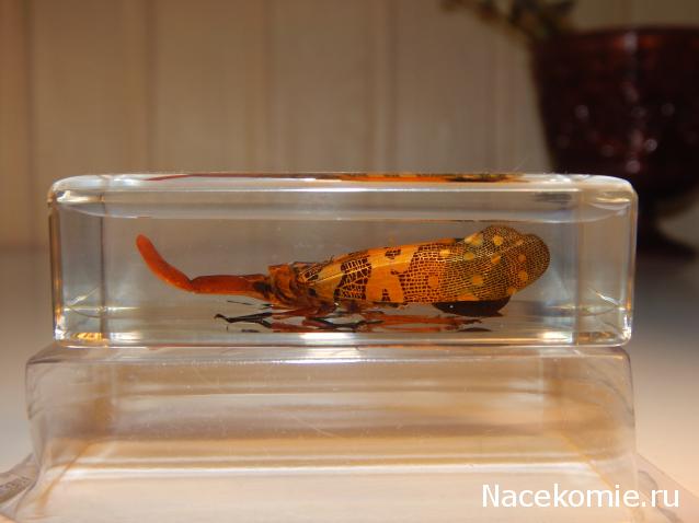 Насекомые №8 - Азиатская цикада (Pyrops cf. candelaria)