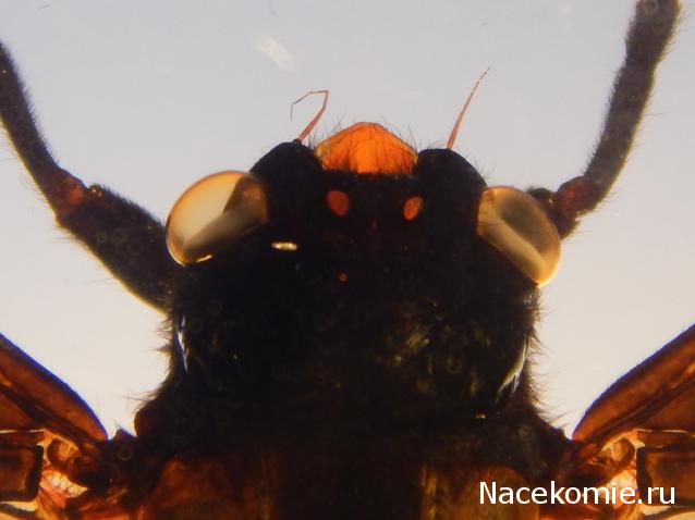 Насекомые №17 - Певчая цикада Хуэхис Инкорната (Huechys incarnata)