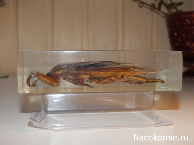 Насекомые №12 - Гигантский водяной клоп (Lethocerus sp.)