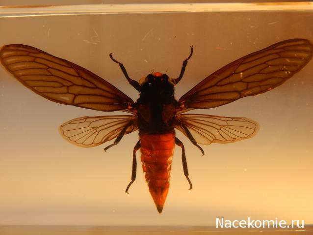 Насекомые №17 - Певчая цикада Хуэхис Инкорната (Huechys incarnata)