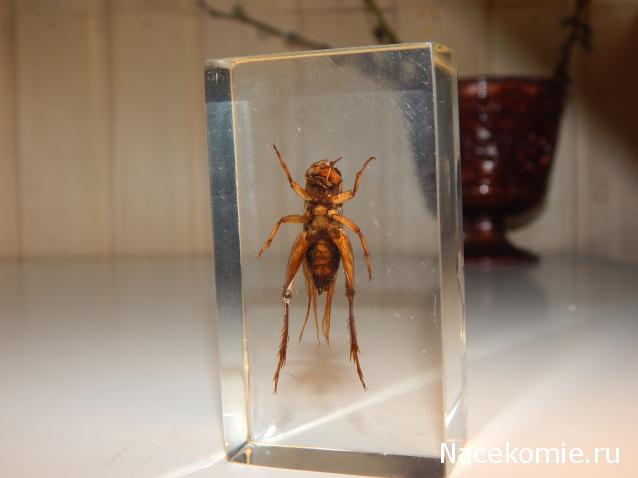 Насекомые №14 - Азиатский сверчок (Gryllidae)
