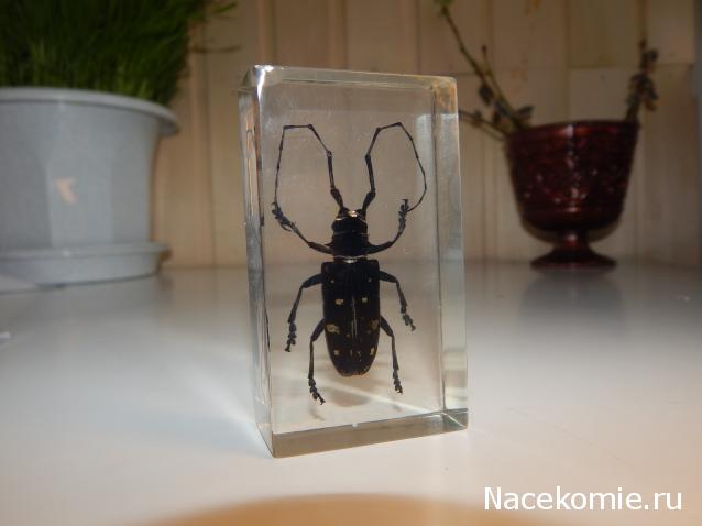 Насекомые №7 - Азиатский усач (Anoplophora glabripennis)