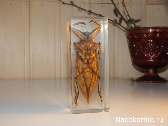 Насекомые №12 - Гигантский водяной клоп (Lethocerus sp.)