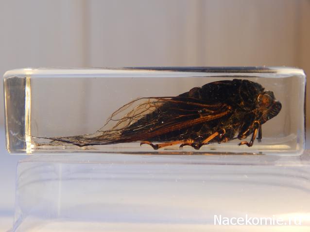 Насекомые №18 - Цикада Криптотимпана (Cicadidae)