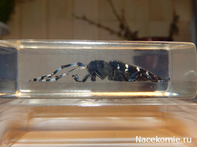 Насекомые №7 - Азиатский усач (Anoplophora glabripennis)