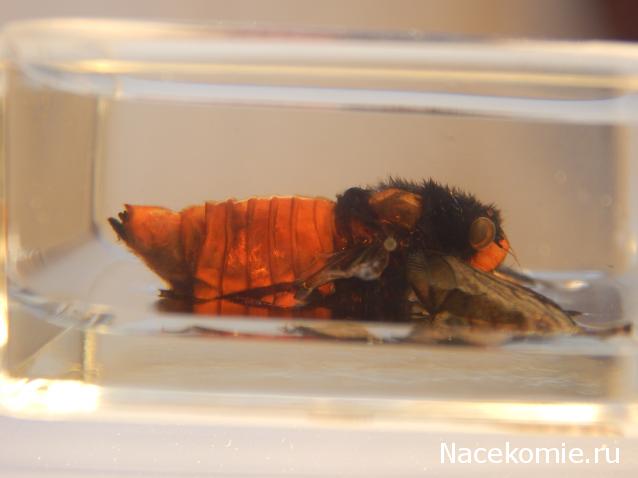 Насекомые №17 - Певчая цикада Хуэхис Инкорната (Huechys incarnata)