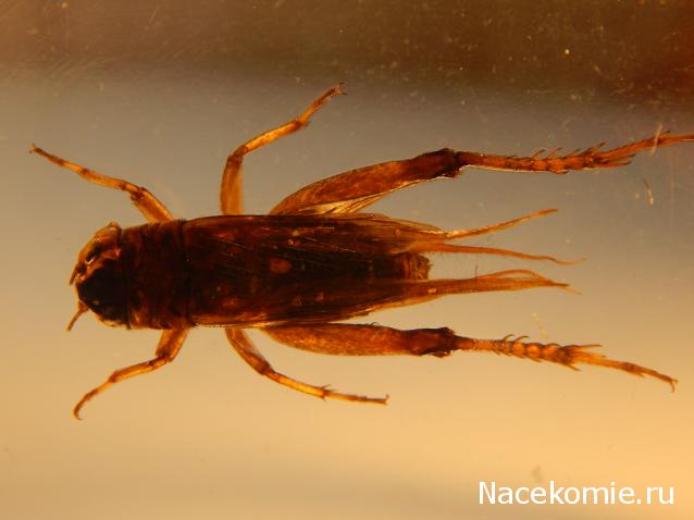 Насекомые №14 - Азиатский сверчок (Gryllidae)