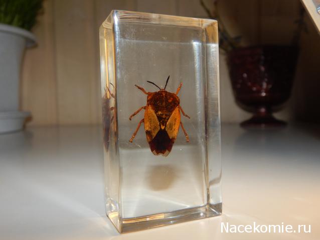 Насекомые №11 - Азиатский клоп (Eurostus grandis)