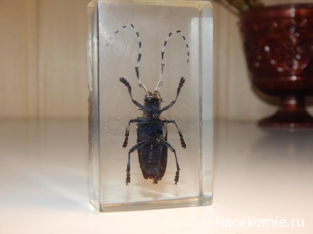 Насекомые №7 - Азиатский усач (Anoplophora glabripennis)