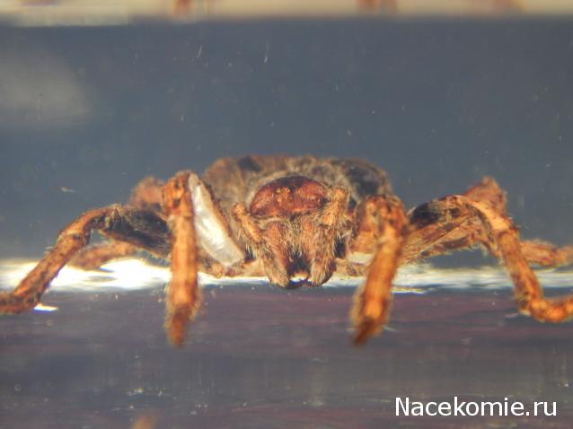 Насекомые №2 - Паук крестовик (Araneus sp.)