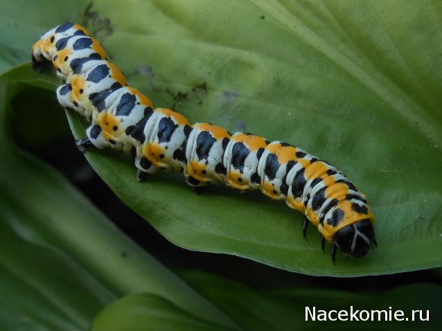 Помощь в определении насекомых