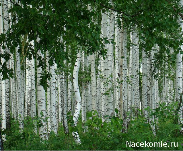 Наши Дни Рождения