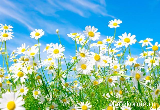 Наши Дни Рождения