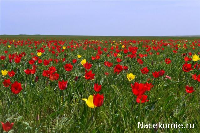 Куклы в народных костюмах №7 Кукла в калмыцком праздничном костюме