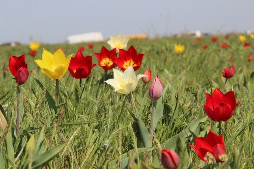 Куклы в народных костюмах №7 Кукла в калмыцком праздничном костюме