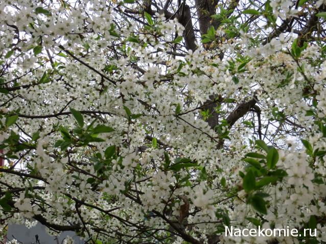 Куклы в народных костюмах – "Девчушки-болтушки"