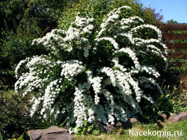 repLIka - Лучше поздно, чем никогда