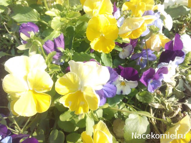 Наши Дни Рождения