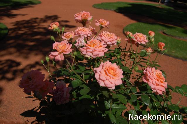 Caracal, строительство в разгаре