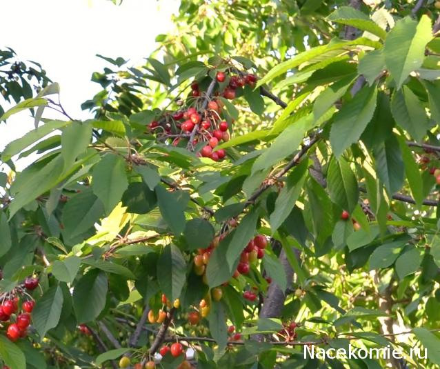 repLIka - Лучше поздно, чем никогда