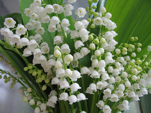 wangels  Имение Рапти - реконструкция мечты!