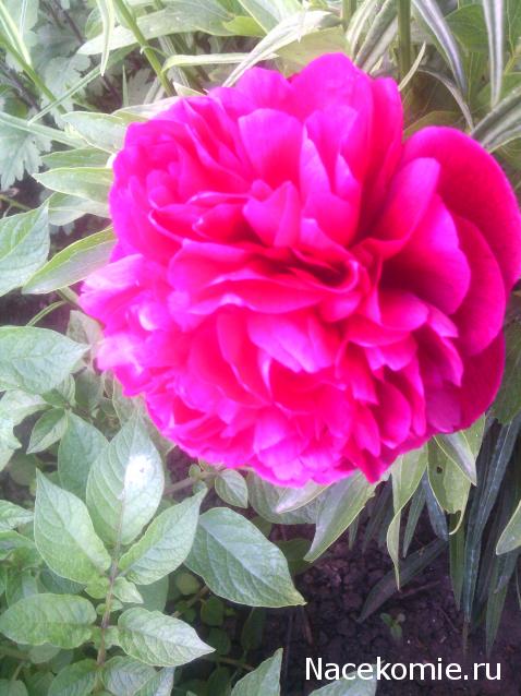 wangels  Имение Рапти - реконструкция мечты!