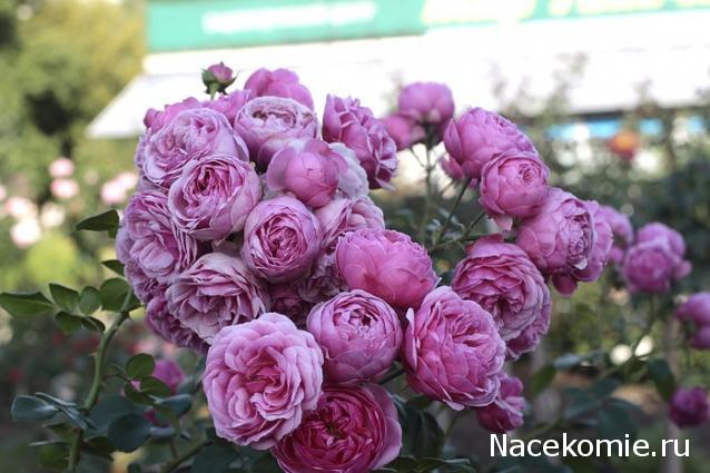 Caracal, строительство в разгаре