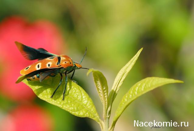 Насекомые №67 - Щитник-черепашка (Cantao ocellatus)