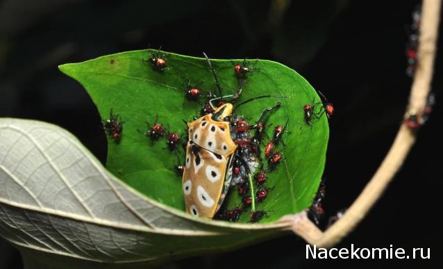 Насекомые №67 - Щитник-черепашка (Cantao ocellatus)