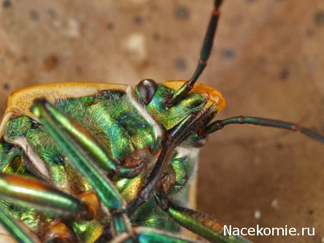 Насекомые №67 - Щитник-черепашка (Cantao ocellatus)