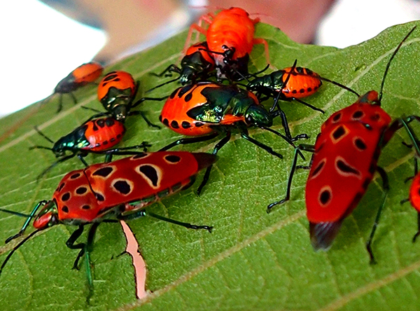 Насекомые №67 - Щитник-черепашка (Cantao ocellatus)