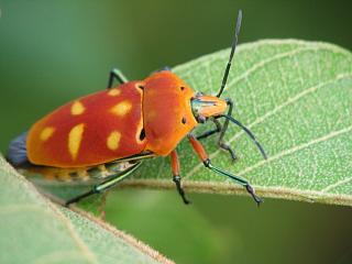 Насекомые №67 - Щитник-черепашка (Cantao ocellatus)